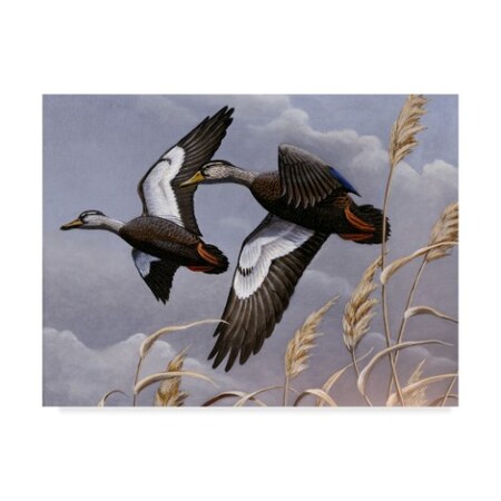 Trademark Fine Art Wilhelm Goebel 'Black Ducks' Canvas Art, 18x24 ALI33737-C1824GG